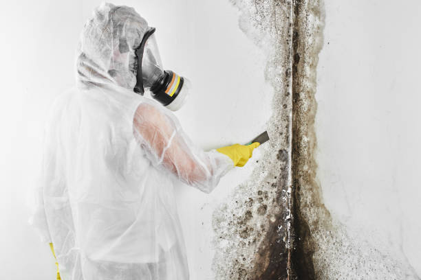 Best Attic Mold Removal  in Brinckerhoff, NY