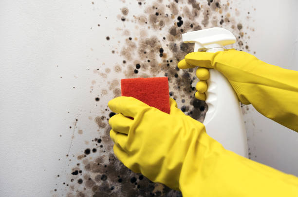 Best Mold Cleaning Services  in Brinckerhoff, NY