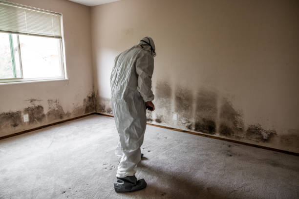 Crawl Space Mold Removal in Brinckerhoff, NY
