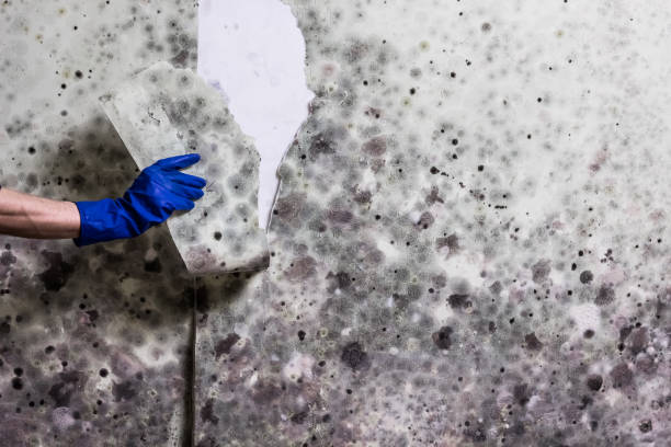 Best Office Mold Removal Services  in Brinckerhoff, NY